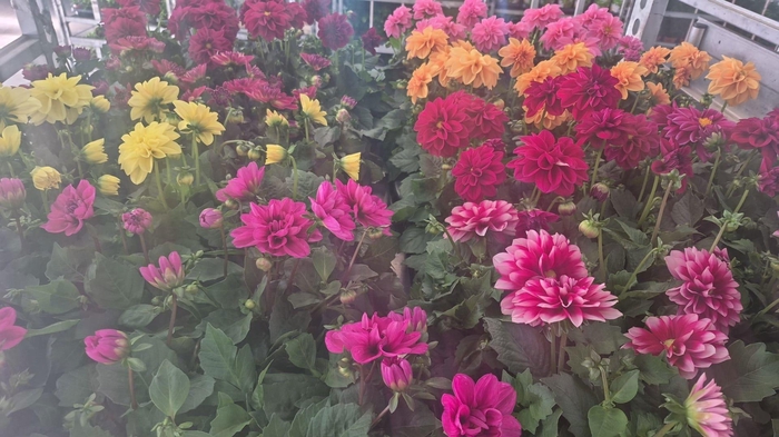 <h4>DAHLIA ROYAL GEM</h4>