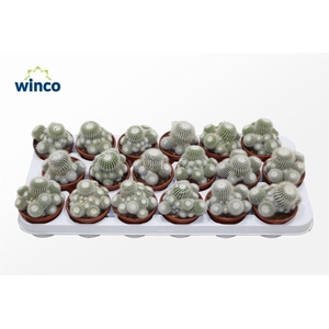 Notocactus Scopa (group)