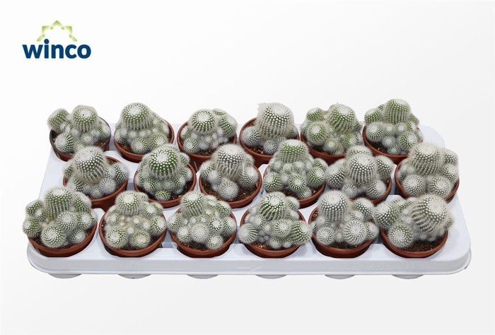<h4>Notocactus Scopa (group)</h4>