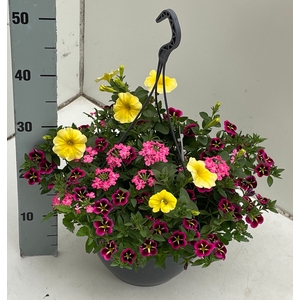 PERKPL GEM IN POT