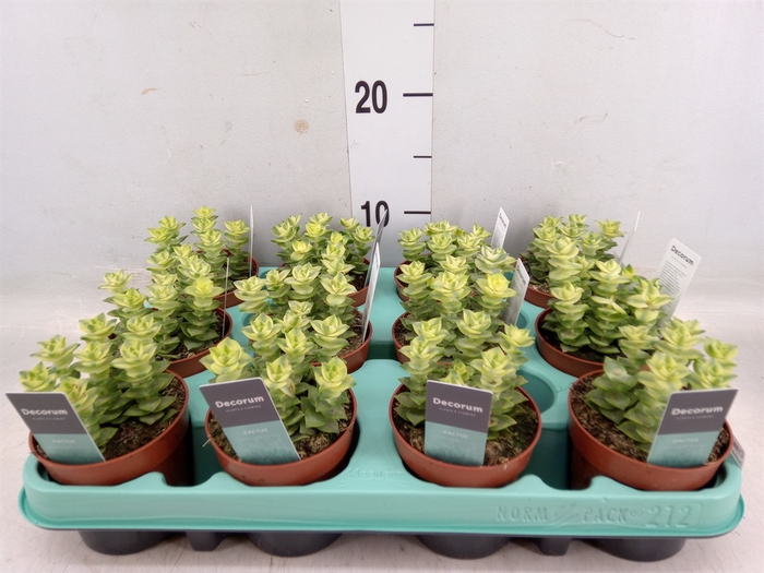 <h4>Crassula perforata</h4>