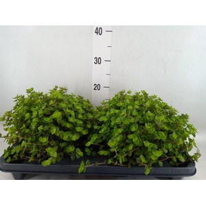 Callisia repens