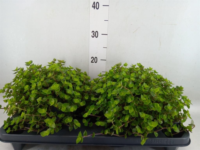 <h4>Callisia repens</h4>