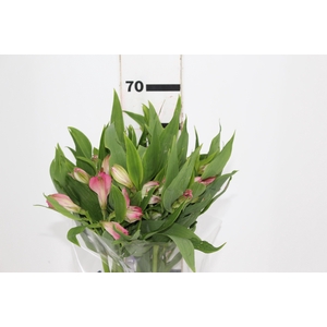 ALSTROEMERIA TOURMALINE 060 CM ROSA