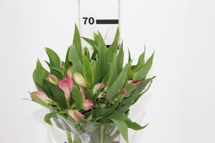 <h4>ALSTROEMERIA TOURMALINE 060 CM ROSA</h4>