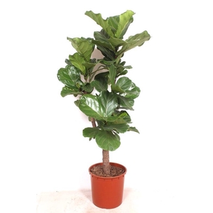Ficus Lyrata vertakt
