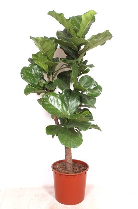 <h4>Ficus Lyrata vertakt</h4>