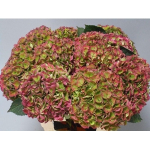 Hydrangea mag opal classic