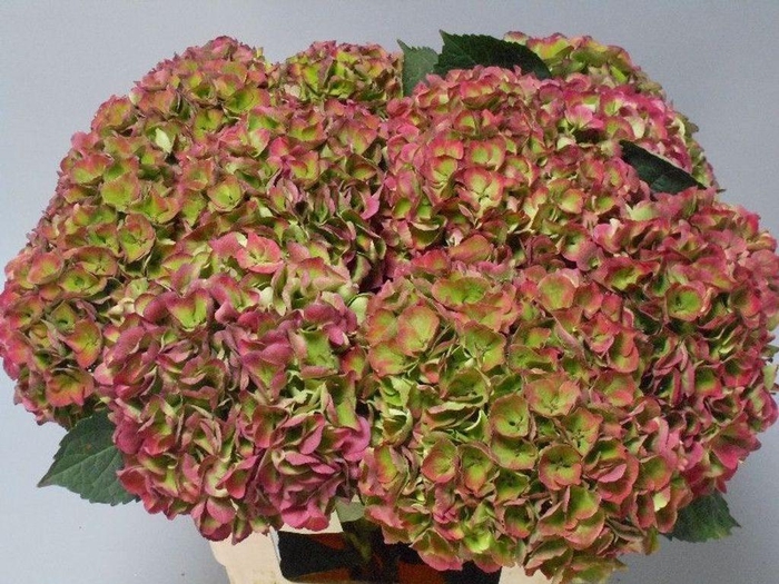 <h4>Hydrangea mag opal classic</h4>