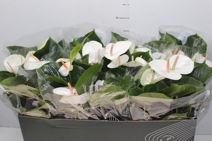 <h4>ANTHURIUM WHITE WINNER P15 BRANCO</h4>