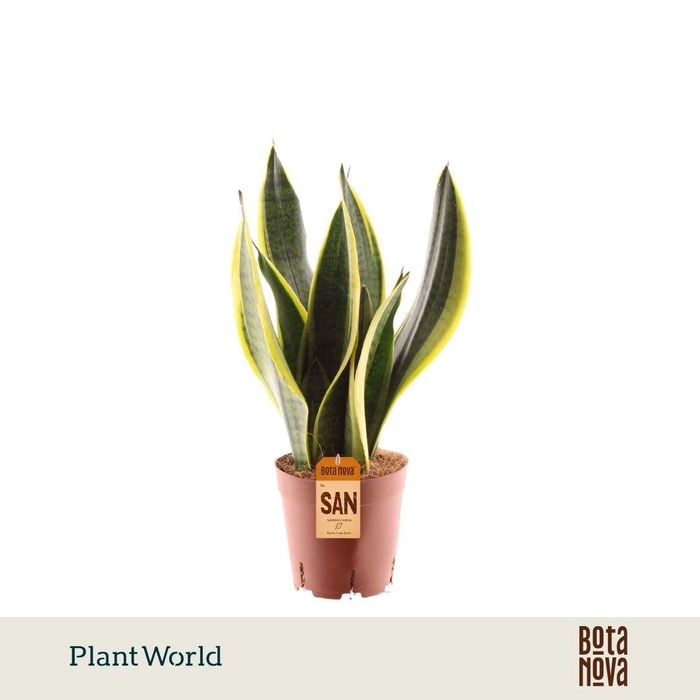 <h4>Sansevieria Futura Superba Decorum</h4>