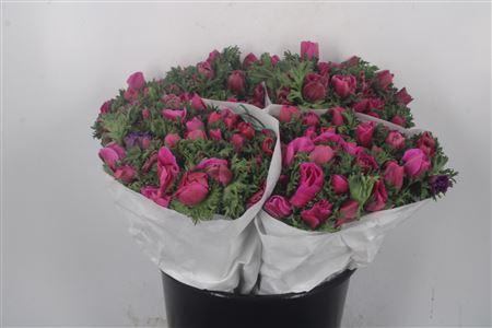 <h4>Anemone Fr. Fuchsia</h4>