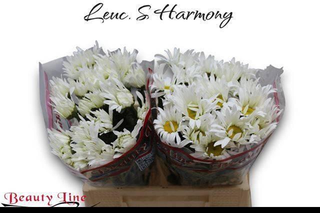 <h4>LEUC S HARMONY</h4>