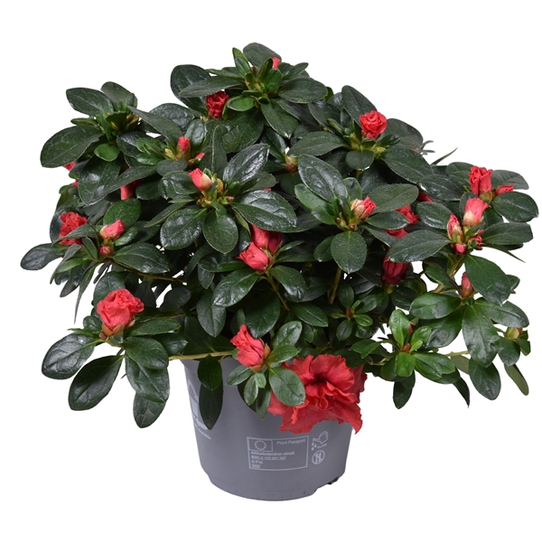 <h4>Azalea Vogel 'Jimmy' rood 14cm</h4>