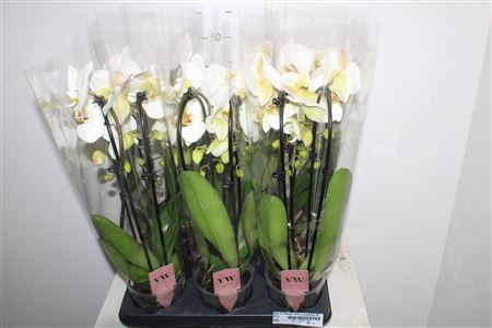 <h4>Phal El Cascade White 2 Branches 16+</h4>