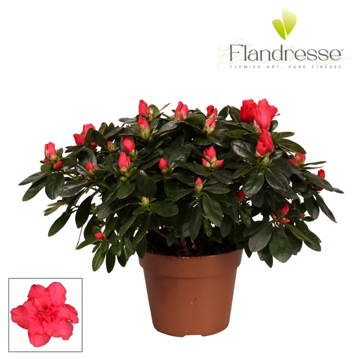 <h4>Azalea Flandresse® 'rood' 30 - 32 cm</h4>