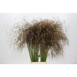 Stipa Gigantea
