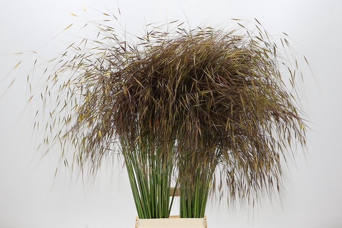 <h4>Stipa Gigantea</h4>