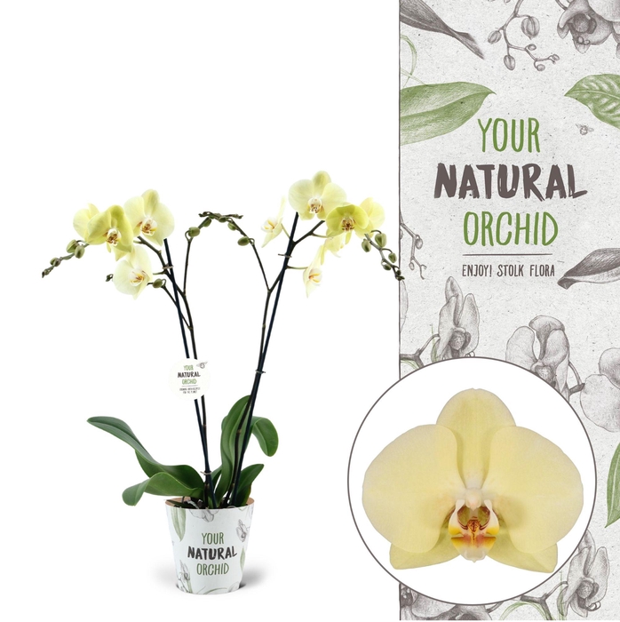 <h4>Your Natural Orchid | Cremona | Phalaenopsis 2 spike</h4>