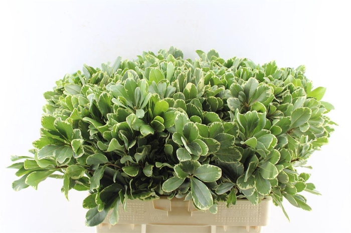 <h4>Pittosporum Ilan</h4>