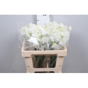 Lathyr Wi Suns White