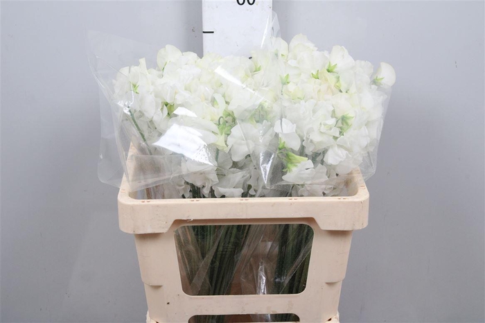 <h4>Lathyr Wi Suns White</h4>