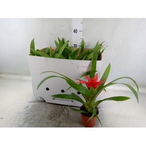 Guzmania  'Blitz'