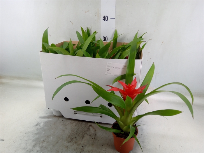 <h4>Guzmania  'Blitz'</h4>