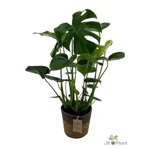 Monstera Deliciosa in mand