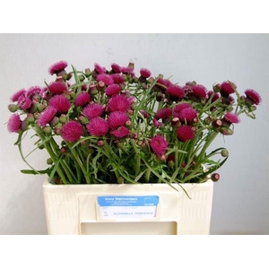 CIRSIUM ATROPURPUREUM