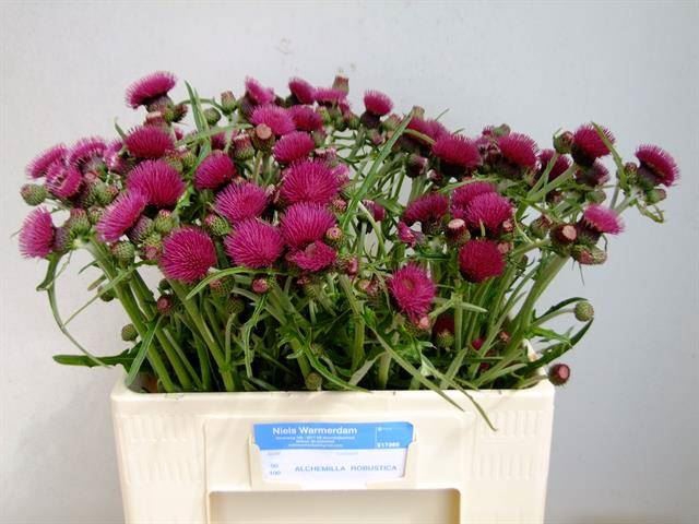 <h4>CIRSIUM ATROPURPUREUM</h4>