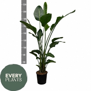 STRELITZIA NICOLAI