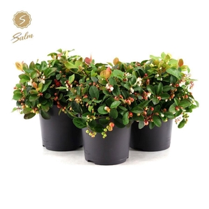 Gaultheria pr. 'Big Berry'® P15