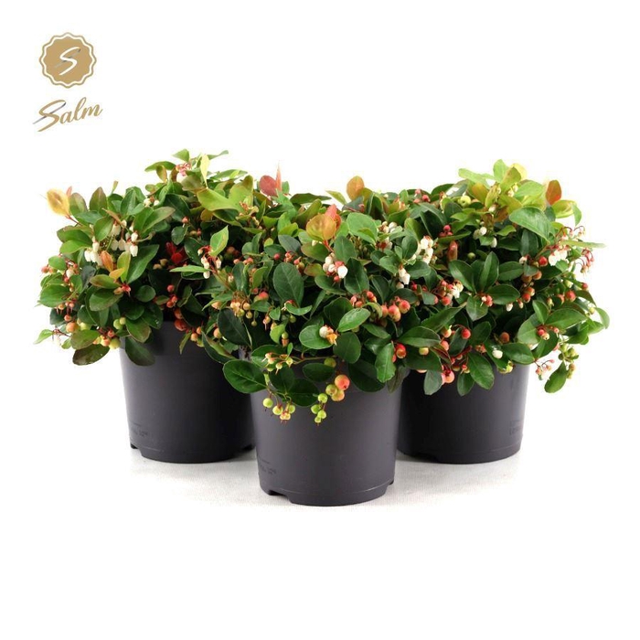 <h4>Gaultheria pr. 'Big Berry'® P15</h4>