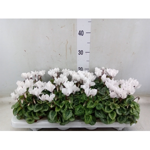 Cyclamen KL 'Donatello'