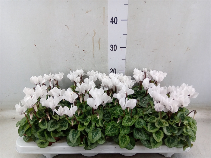 <h4>Cyclamen KL 'Donatello'</h4>