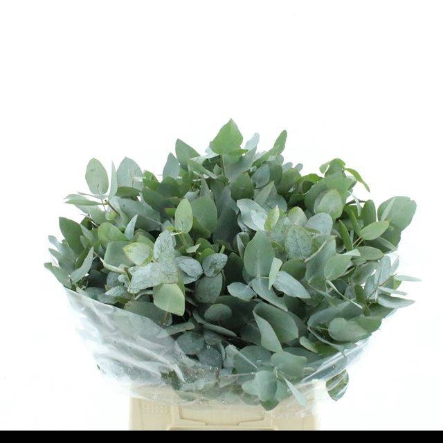 <h4>EUC CINEREA PER BOS</h4>