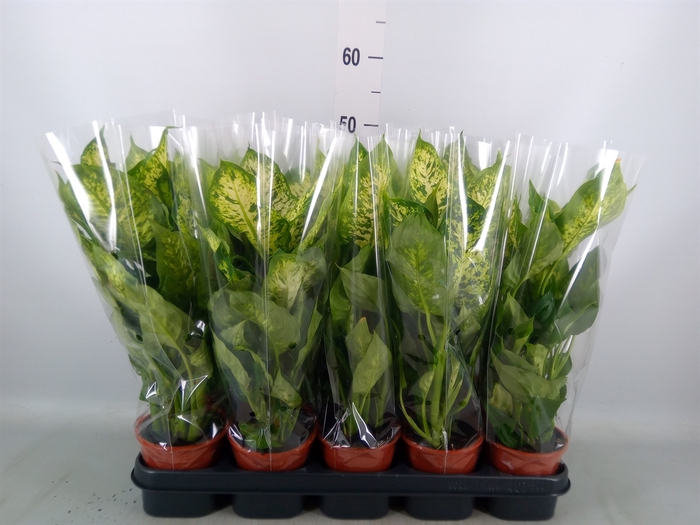 <h4>Dieffenbachia  'Compacta'</h4>