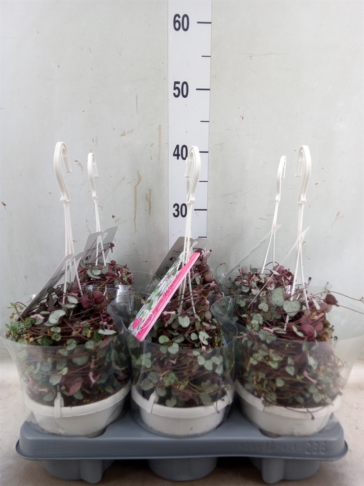 <h4>Ceropegia woodii 'Variegata'</h4>