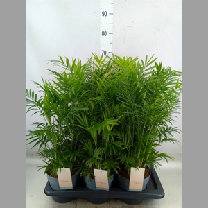 Chamaedorea elegans