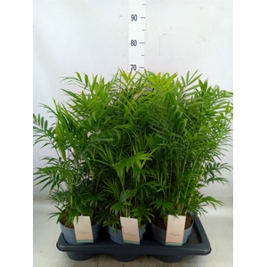 Chamaedorea elegans