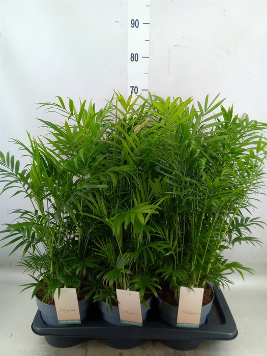 <h4>Chamaedorea elegans</h4>