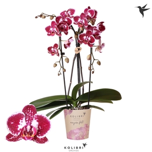Kolibri Orchids Phalaenopsis Cascade Niagara Fall Asian Pearl 2 spike