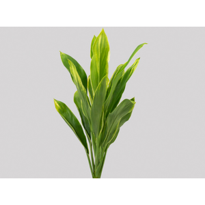FOLHAGEM DRACENA ALBA