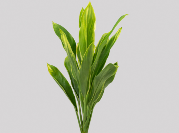 <h4>FOLHAGEM DRACENA ALBA</h4>