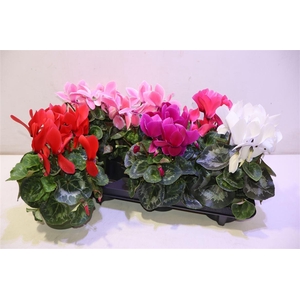 arr8 Cycl Gr Sup Vintro