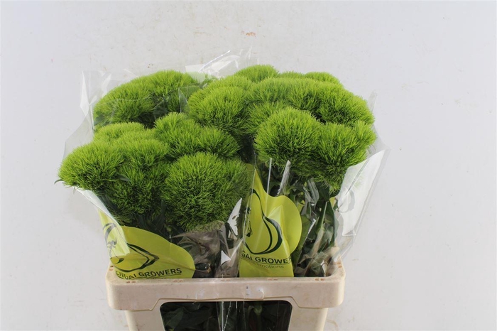 <h4>Di Barb Kiwi Mellow</h4>