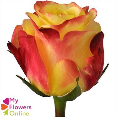 R Gr Hot Merengue+ Bicolor 50cm EC