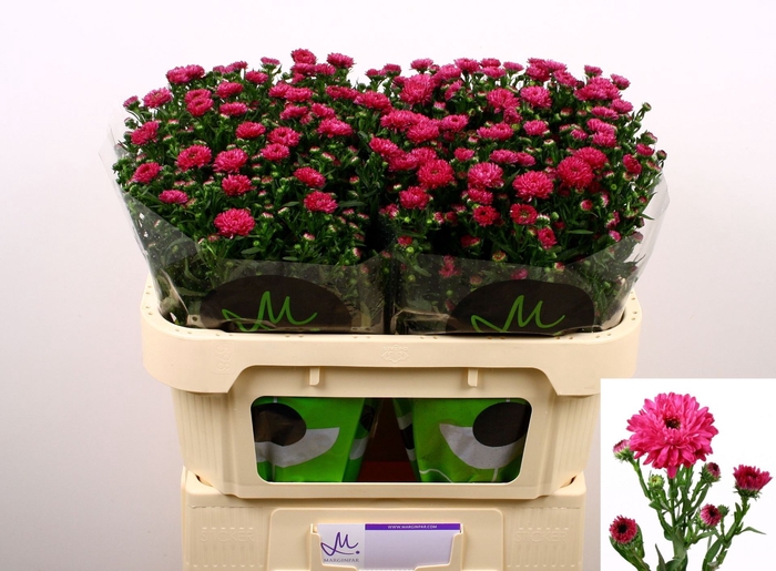 <h4>ASTER N-B 'FLASH'</h4>