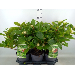 Cephalanthus occ.